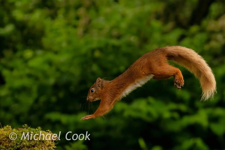 Red squirrel leaping from mossy surface against green foliage.