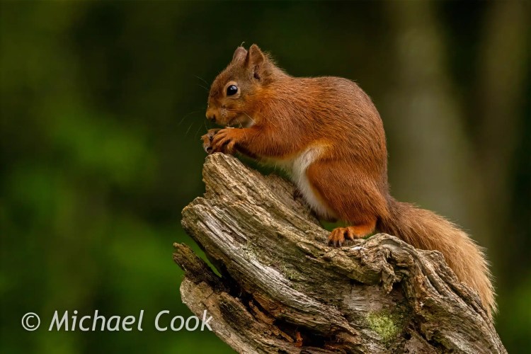 Red squirrel eating on a log at a Scottish photography hide.