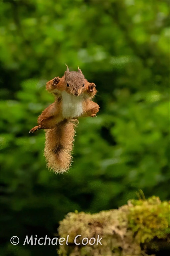 Red squirrel mid-air leap in Scotland. Perfect moment captured at Scottish Photography Hides.