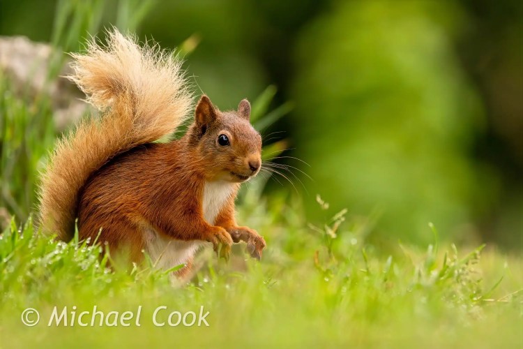 Master Lock Python cable lock for security. Black cable with locking mechanism.