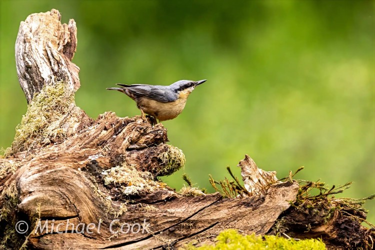 Master Lock Python cable lock for security. Black cable with locking mechanism.