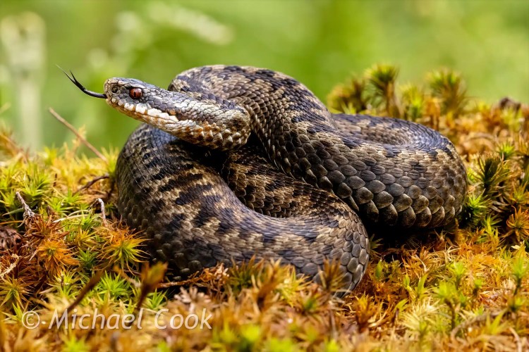 Master Lock Python cable lock for security. Black cable with locking mechanism.