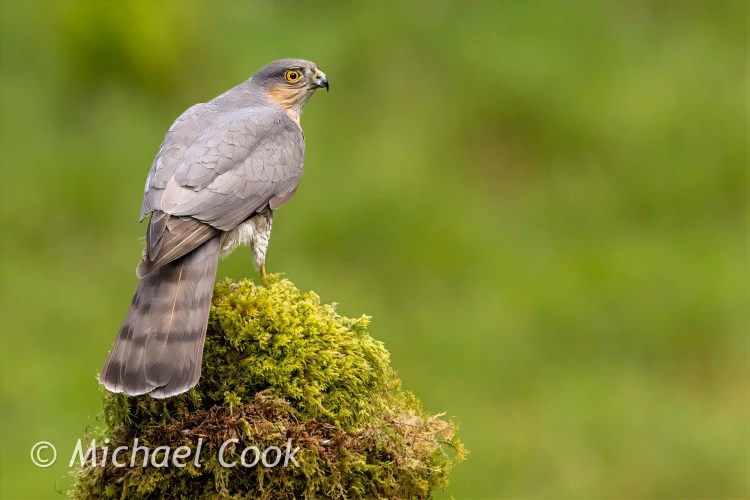 Master Lock Python cable lock for security. Black cable with locking mechanism.