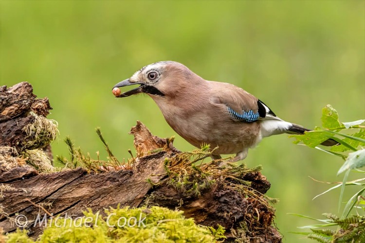 Eurasian Jay with nut perched on mossy log. Scottish Photography Hides offer great wildlife shots.