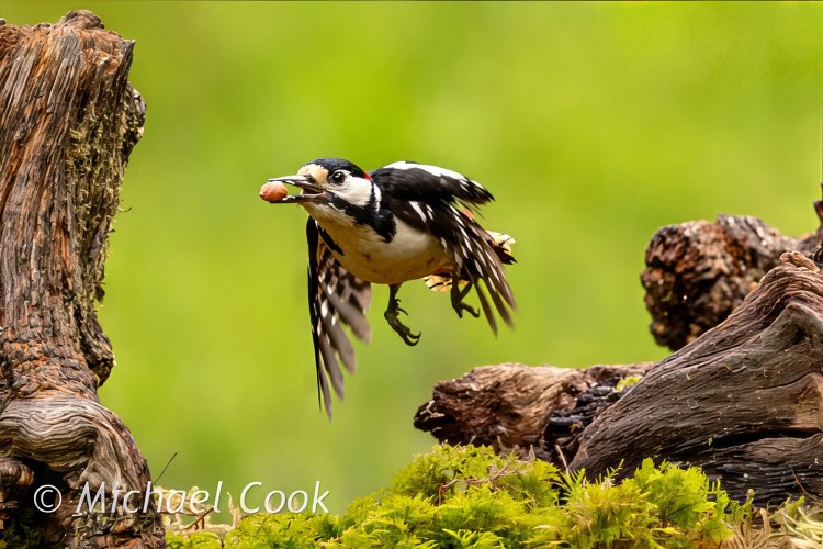 Great Spotted Woodpecker in flight with nut, Scottish Photography Hides.