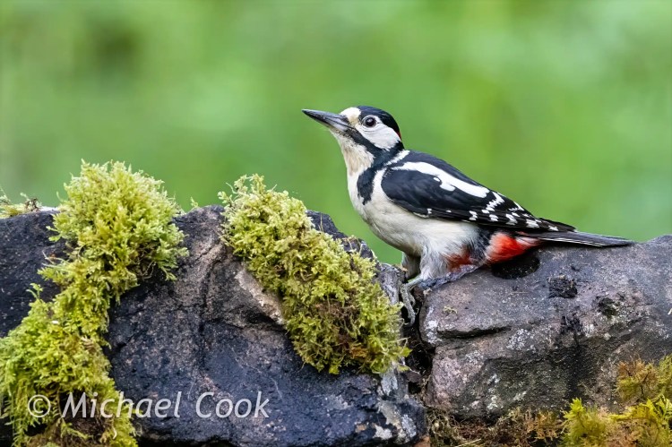 Great Spotted Woodpecker on mossy stone wall.