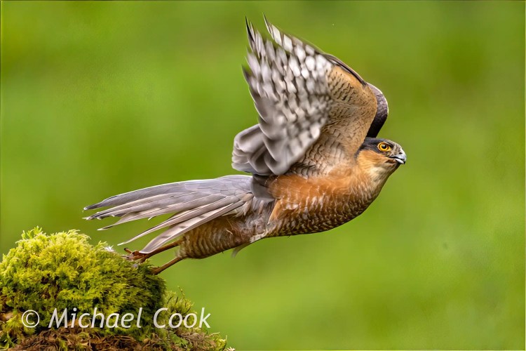 Sparrowhawk taking flight from mossy perch.