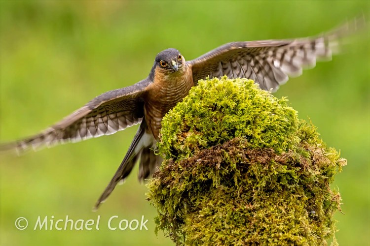Sparrowhawk taking flight from a mossy perch. Bird photography at Scottish hides.