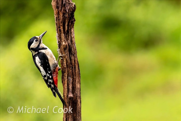 Great Spotted Woodpecker clinging to a tree trunk against a green background.