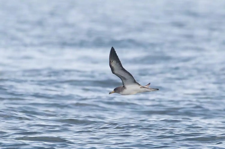 Manx Shearwater flying over the ocean near Isle of May.