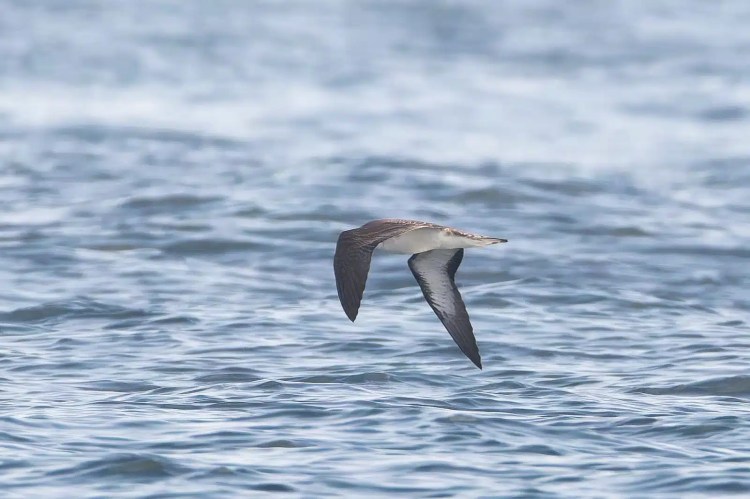 Seabird soars over the Isle of May coastline