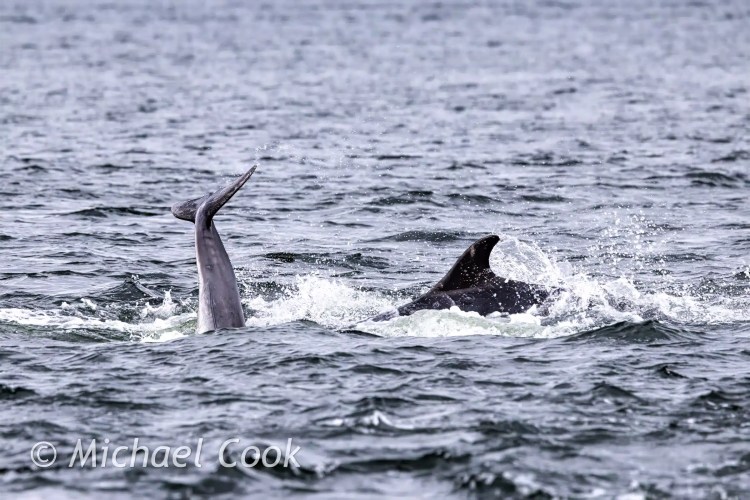 Dolphin tail and fin breaking the surface of the water at Chanonry Point.