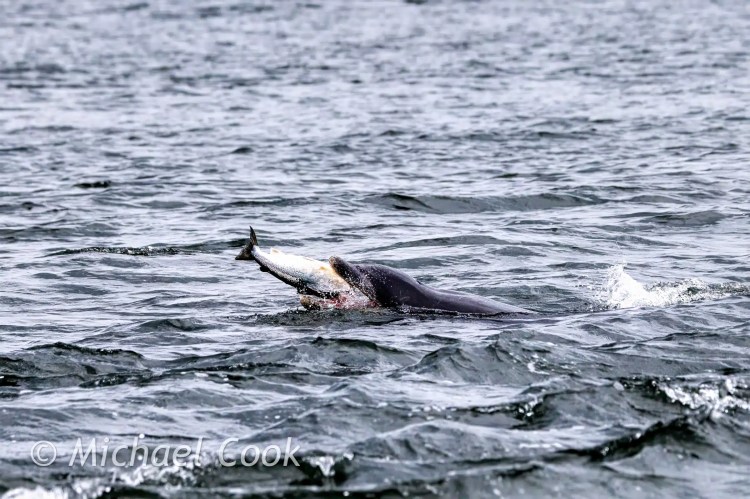 Dolphin eating a fish at Chanonry Point.