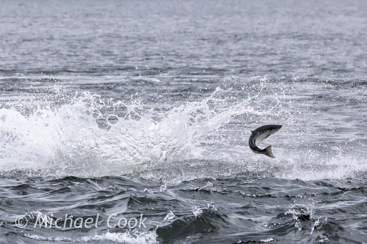 Salmon leaping out of the water at Chanonry Point, creating a splash