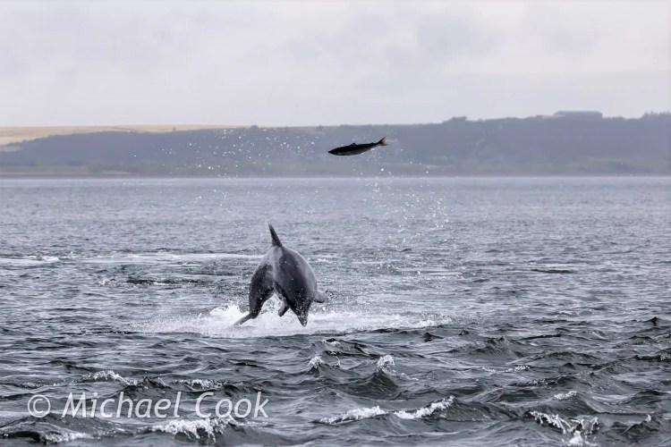 Dolphin leaping from the water at Chanonry Point, with a fish suspended in the air.