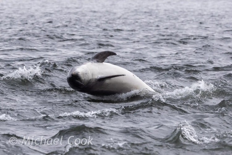 Dolphin surfacing in the Moray Firth near Chanonry Point.