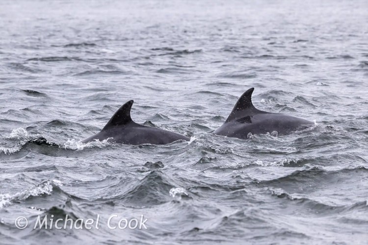 Two dolphins surfacing in the Moray Firth near Chanonry Point.