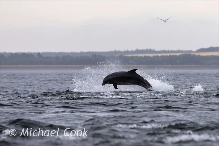 Dolphin leaping from the water at Chanonry Point, Scotland.