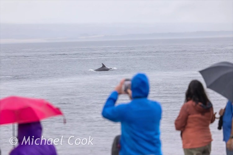 Dolphin breaching water at Chanonry Point, people photographing it.