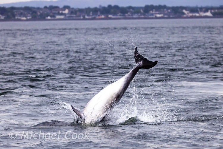 Dolphin leaping out of water, Chanonry Point. Splash visible.