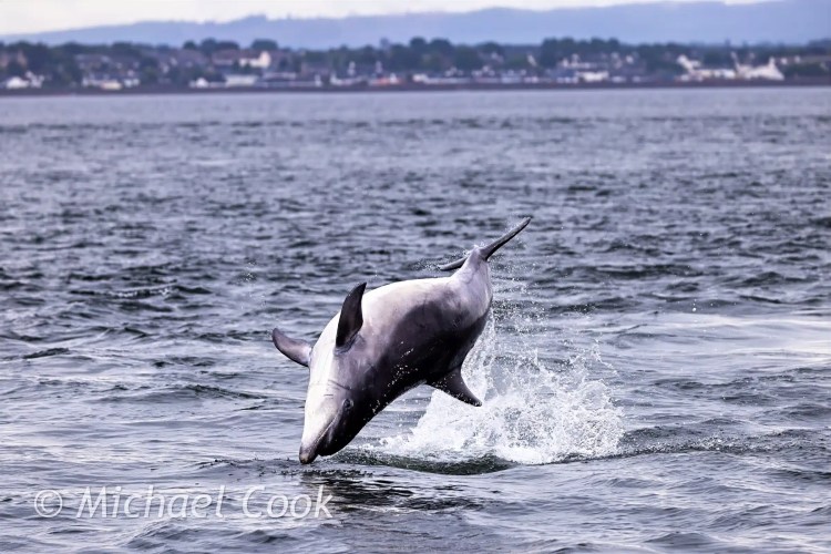 Bottlenose dolphin leaping from the water at Chanonry Point.