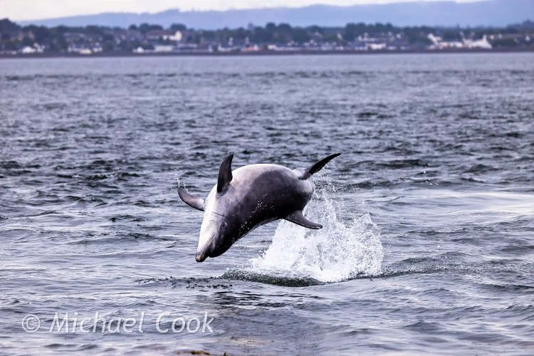 Dolphin leaping from the Moray Firth near Chanonry Point.