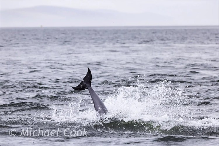 Dolphin tail fluke up, diving in the Moray Firth near Chanonry Point, Scotland.