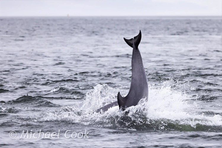 Dolphin tail standing straight up out of the water at Chanonry Point, creating a splash.
