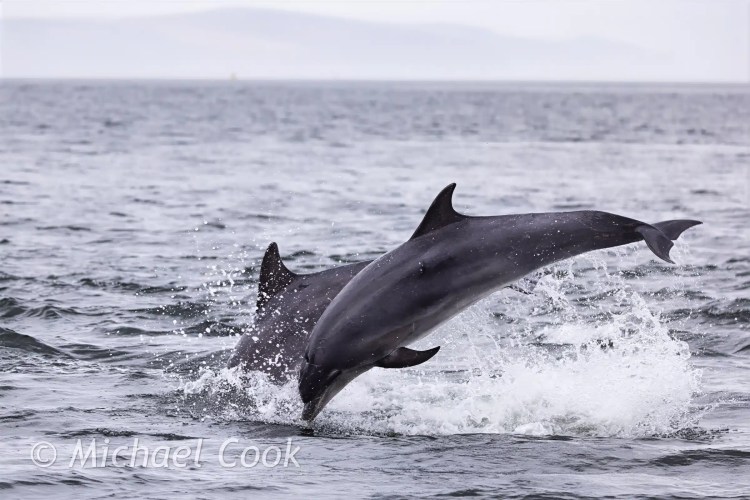 Dolphins breaching the water at Chanonry Point, creating a splash.