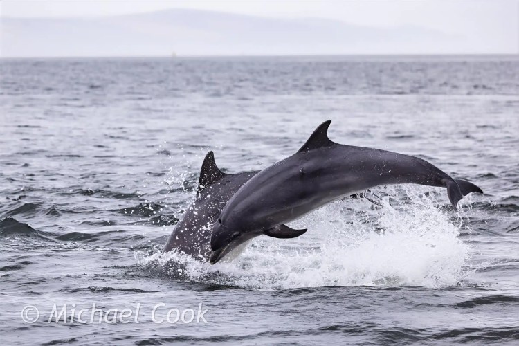 Dolphins leaping from the water at Chanonry Point, creating splashes against a grey sky.