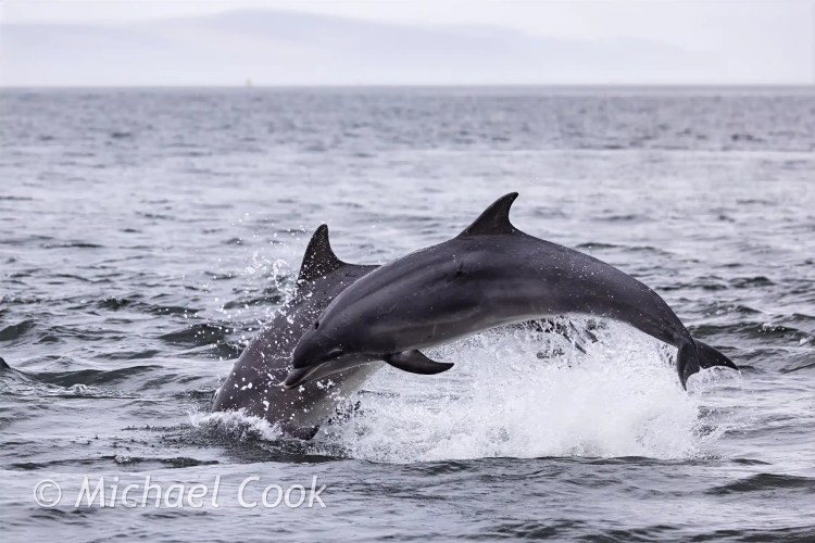 Dolphins leaping from the water at Chanonry Point.