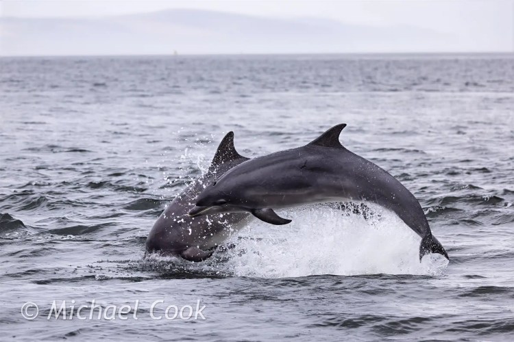 Dolphins leaping from the water at Chanonry Point, creating a splash.