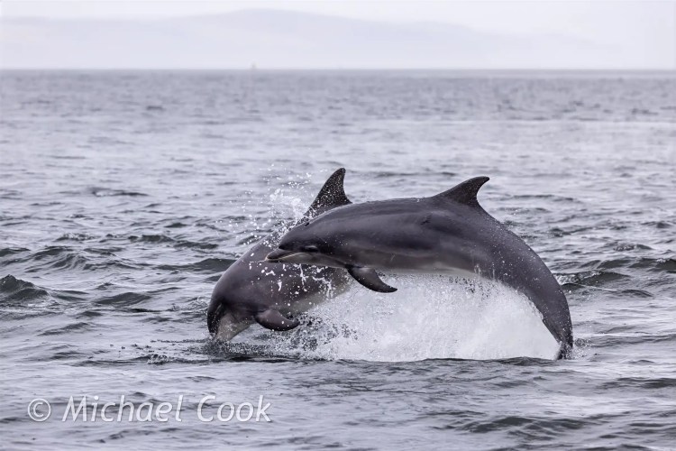 Dolphins leaping in the Moray Firth, Chanonry Point.