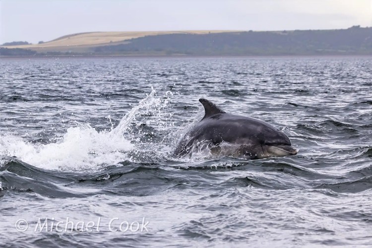 Swarovski spotting scope on a tripod overlooking a stunning coastal landscape.