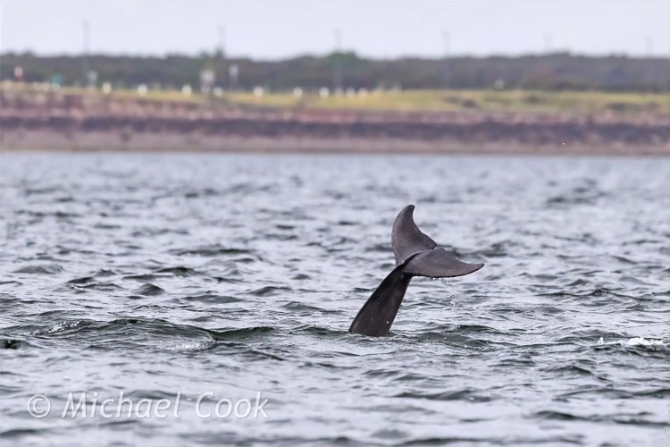 Swarovski spotting scope on a tripod overlooking a stunning coastal landscape.