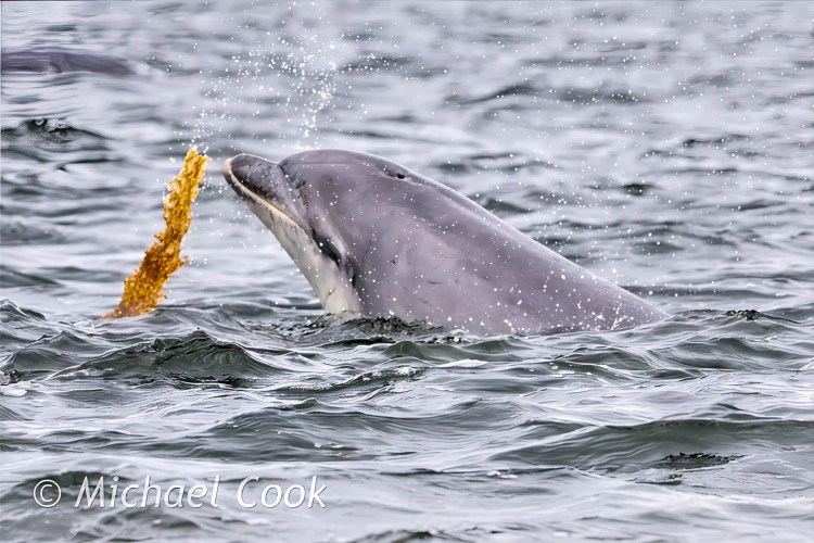 Swarovski spotting scope on a tripod overlooking a stunning coastal landscape.