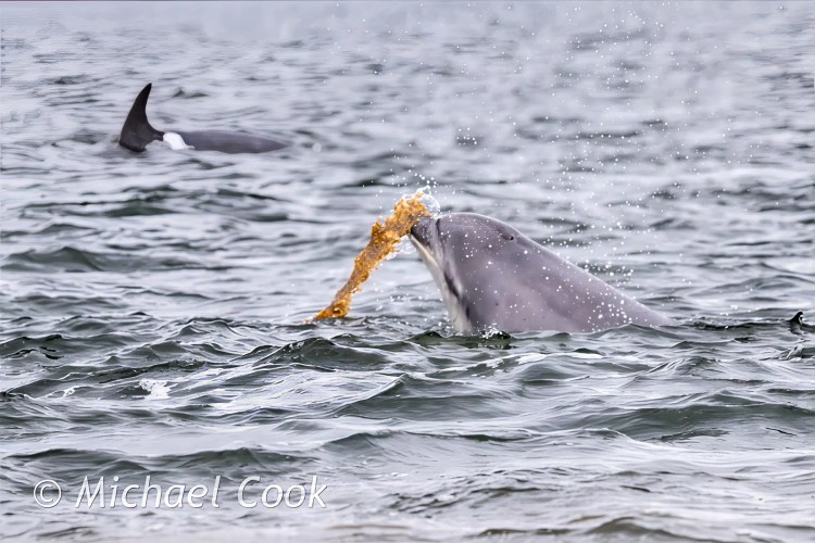 Dolphin blowing water with seaweed, another dolphin in background