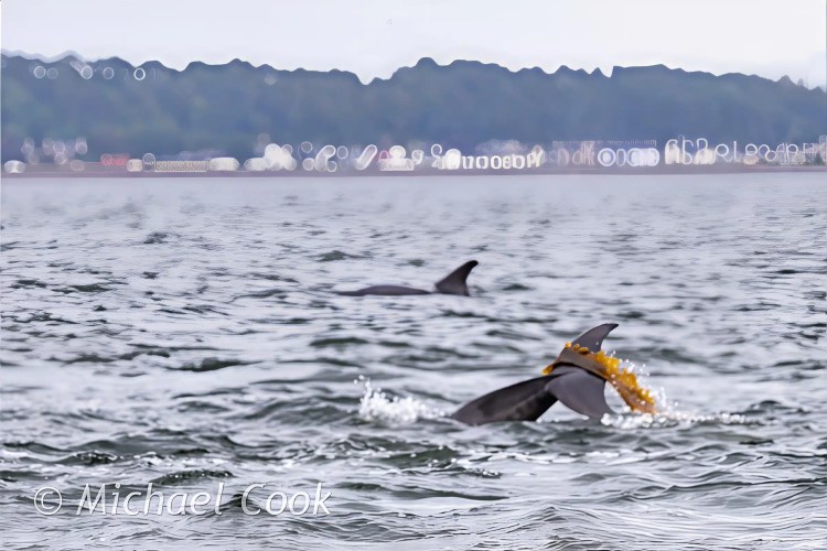 Dolphin playing with kelp in the Moray Firth near Chanonry Point.