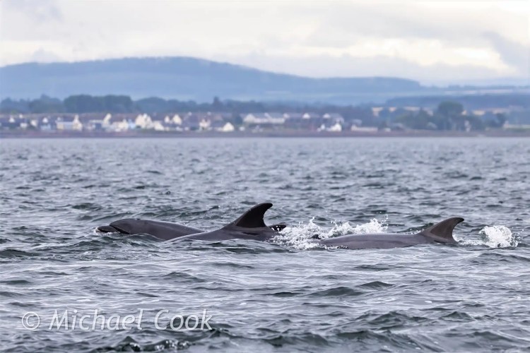 Dolphins swimming in the Moray Firth near Chanonry Point.