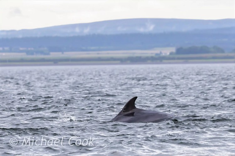 Dolphin breaching water at Chanonry Point. Mountains in background.