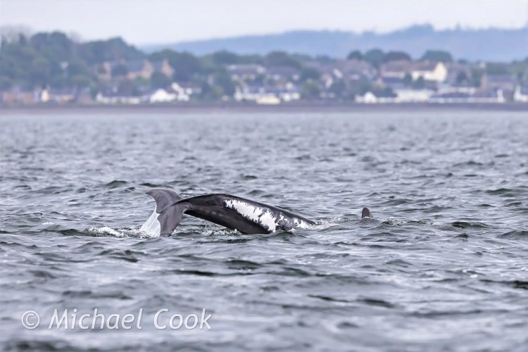 Dolphin diving in the Moray Firth near Chanonry Point.