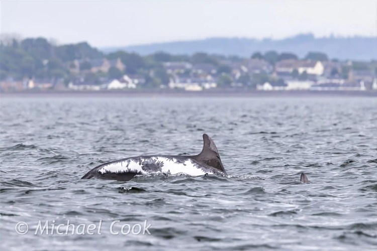 Bottlenose dolphin at Chanonry Point, Scotland.