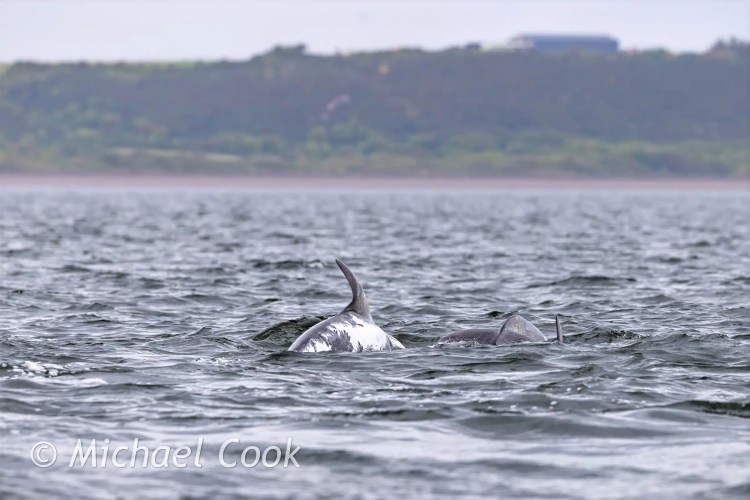 Dolphins surfacing in the Moray Firth near Chanonry Point, Scotland.