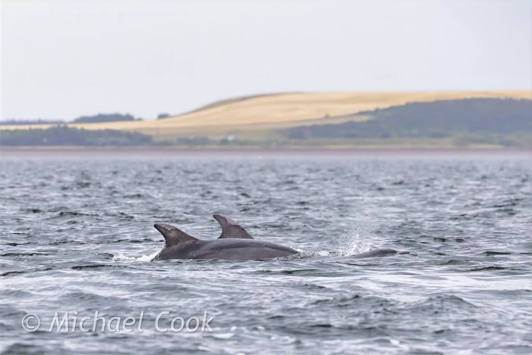 Dolphins surfacing in the Moray Firth near Chanonry Point.
