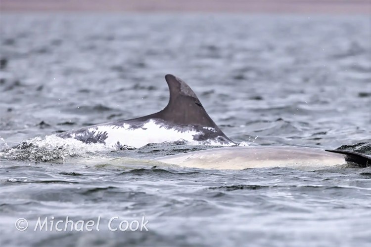 Dolphins surfacing in the water at Chanonry Point, one with distinctive white markings.
