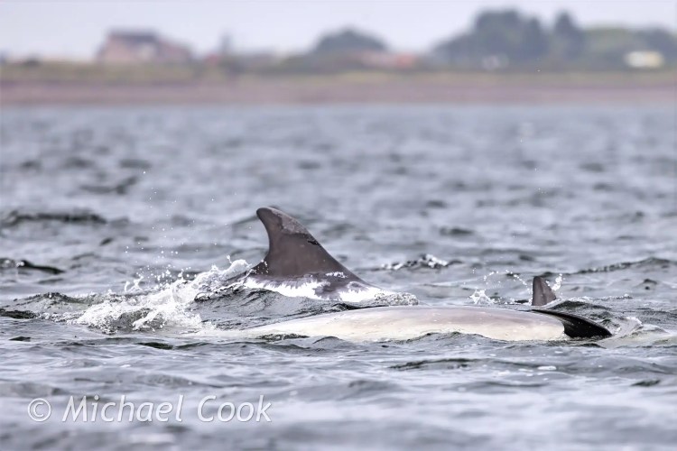 Dolphins surfacing in the Moray Firth, Chanonry Point.