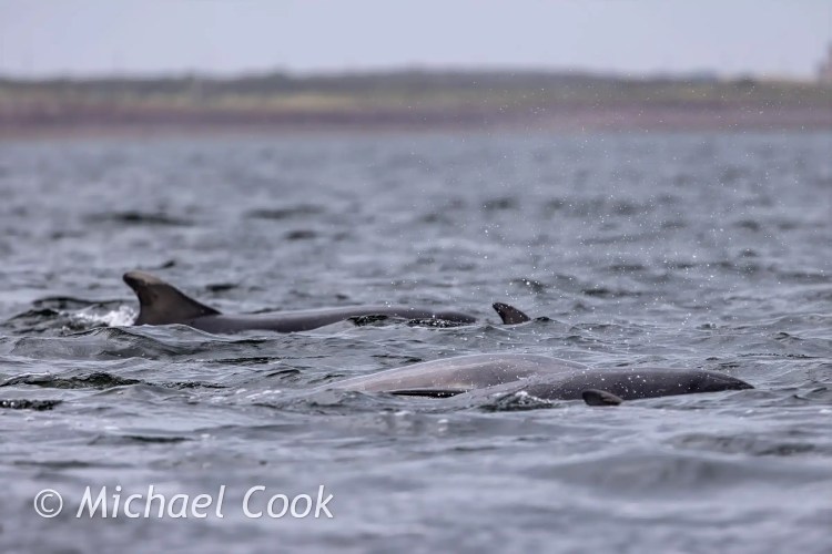 Dolphins swimming in the waters off Chanonry Point, with fins visible above the surface.