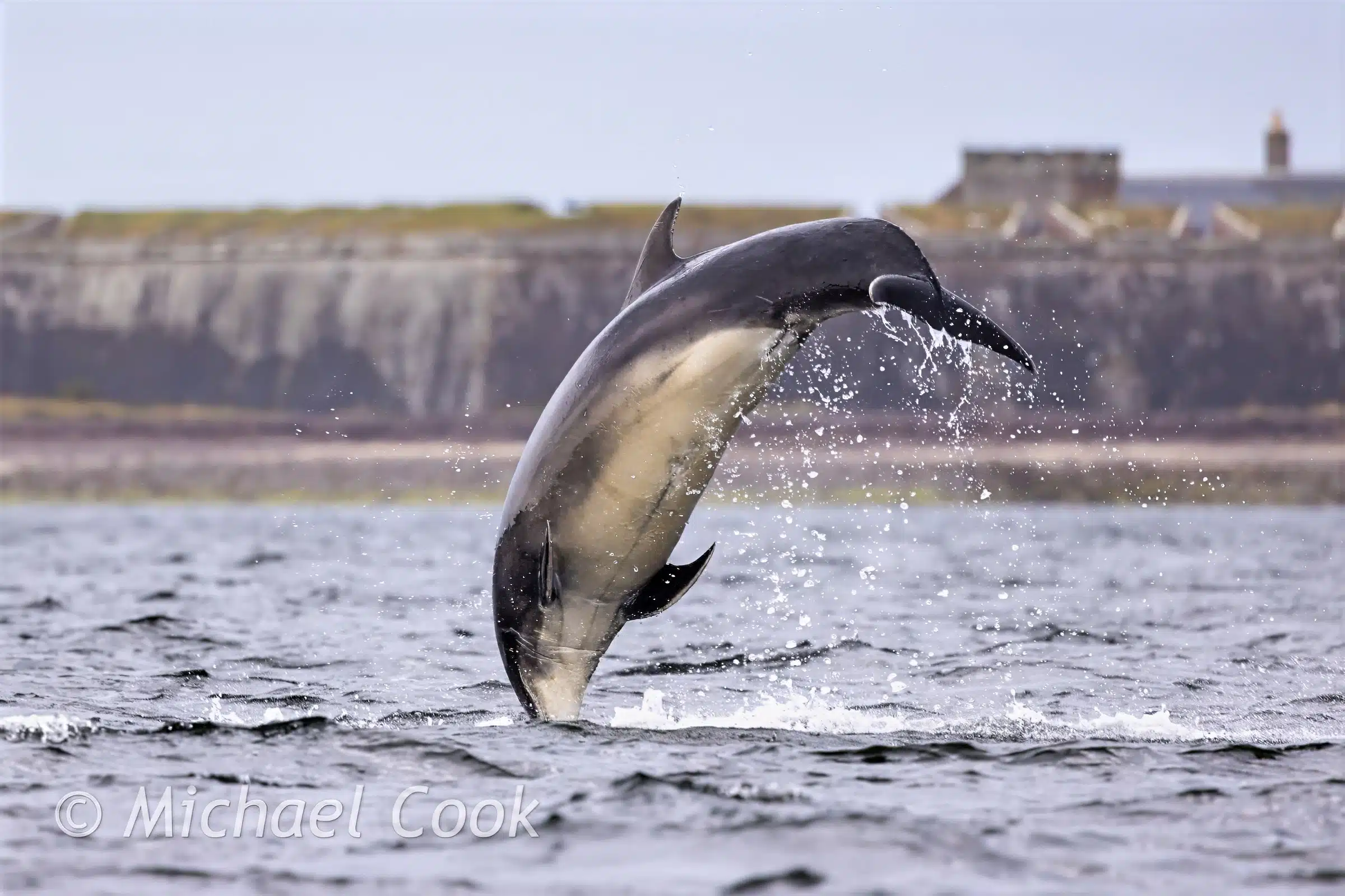 Dolphin breaching at Chanonry Point, Scotland, with a fort in the background.