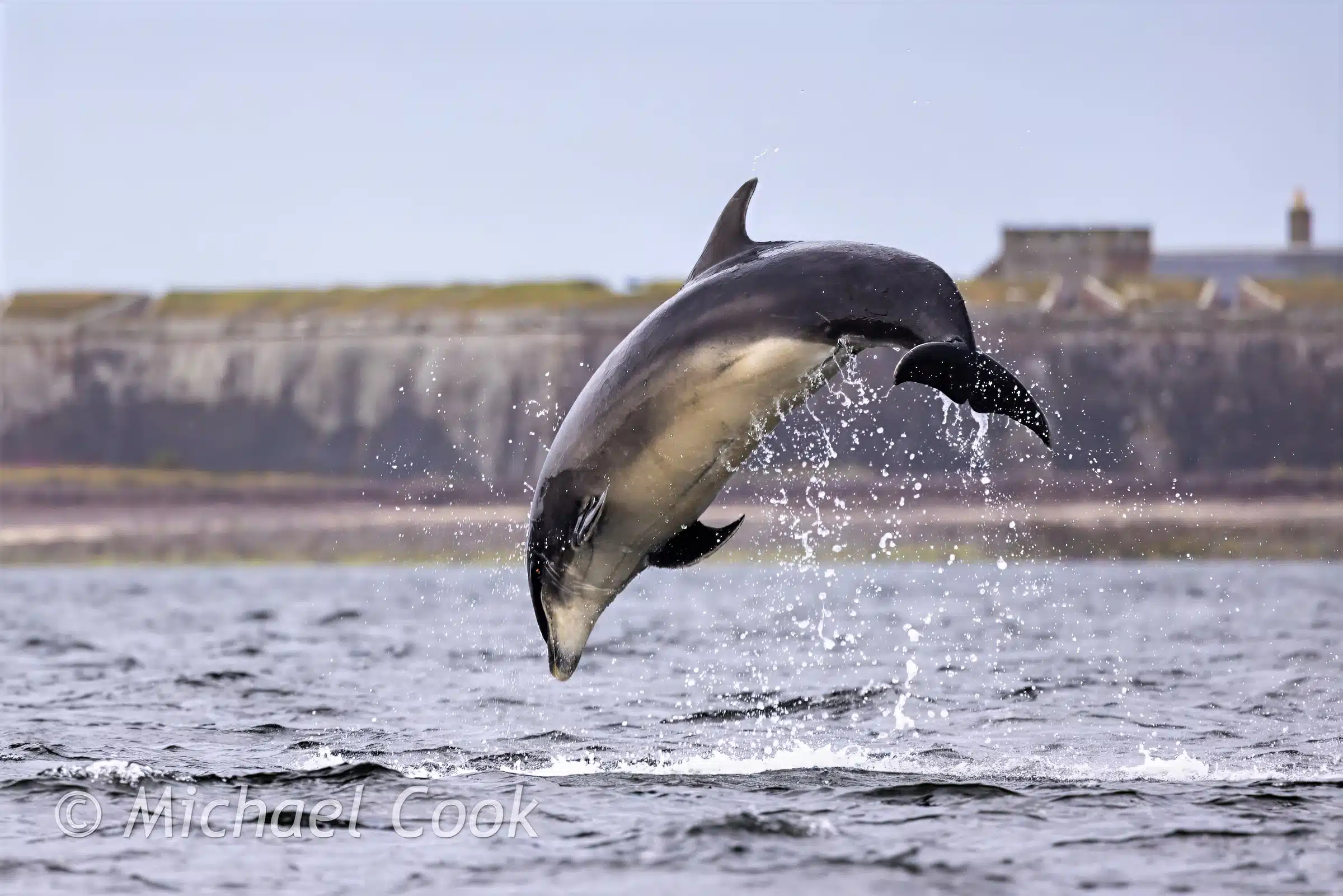 Bottlenose dolphin leaping from the water at Chanonry Point, Scotland.