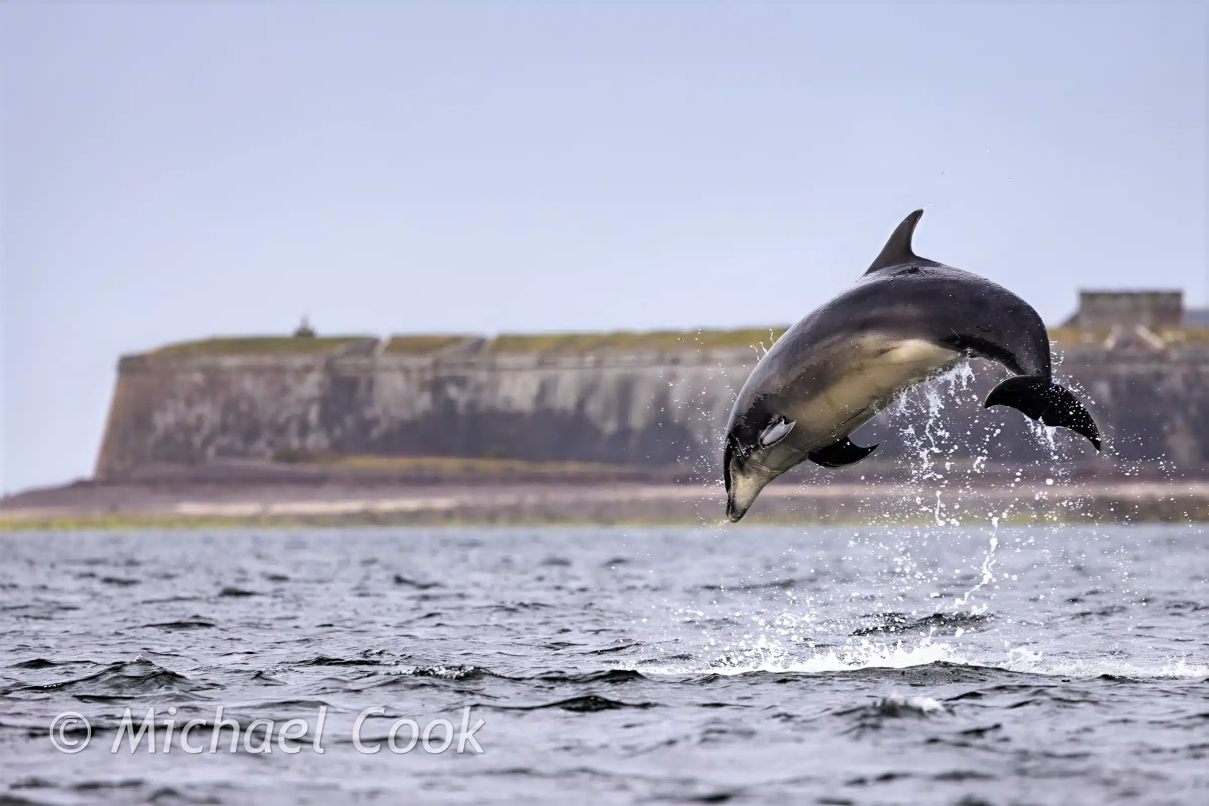 Dolphin leaping from the water at Chanonry Point, with Fort George in the background.